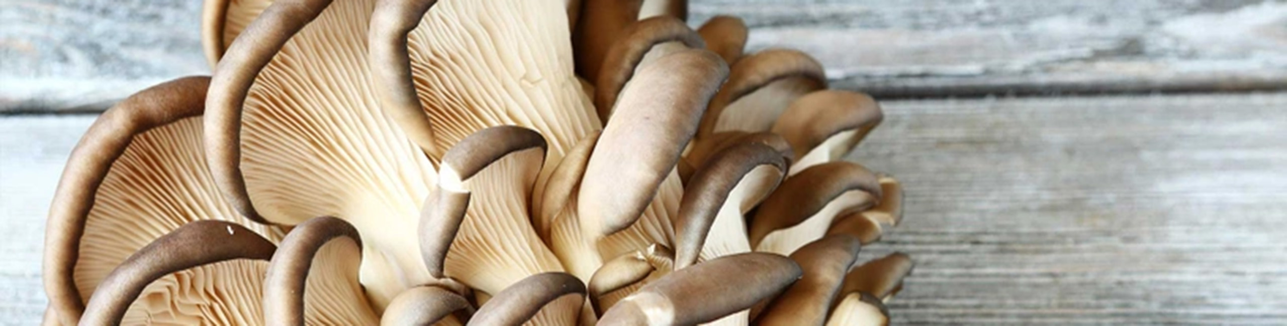 Goba bukov ostrigar, ena od glavnih sestavin v izdelkih Defendyl-Imunoglukan.