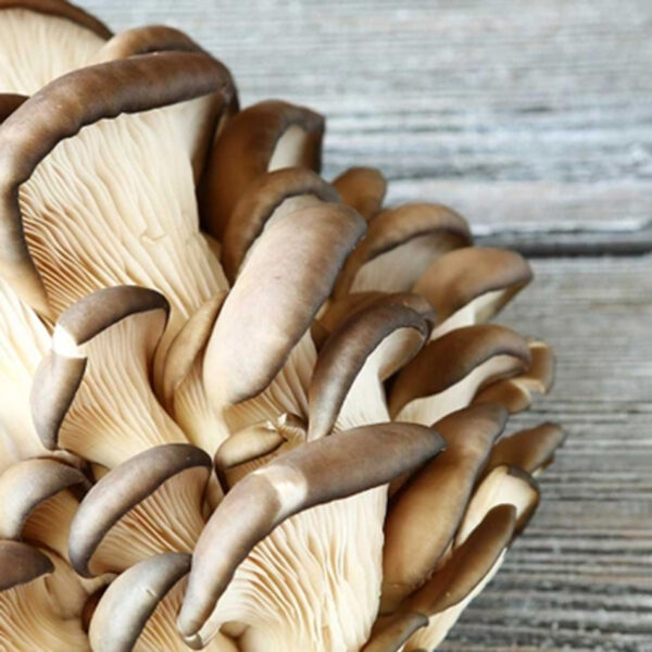 Goba bukov ostrigar, ena od glavnih sestavin v izdelkih Defendyl-Imunoglukan.