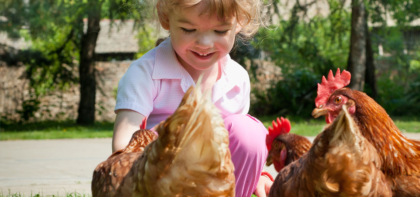Deklica hrani kokoši.